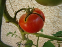 Tomate beefsteack naine-1.jpg