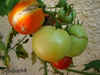 Tomate beefsteack naine.jpg