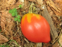 Tomate belize pink heart.jpg