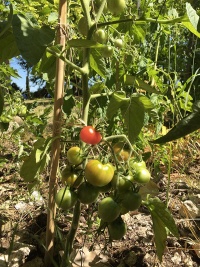 Tomate belle arlésienne op.jpg