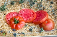 Tomate belle rousse-2.jpg