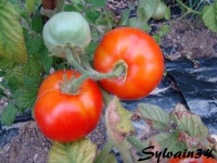 Tomate betalux op-1.jpg
