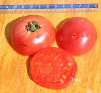 Tomate betalux op.jpg