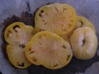 Tomate big white pink stripe op.jpg