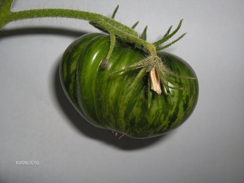 Fichier:Tomate big yellow zebra.jpg