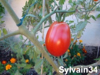 Tomate bisignano.jpg