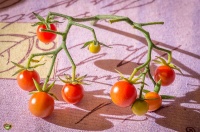 Tomate bistro-1.jpg