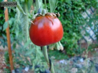 Tomate black bell.jpg