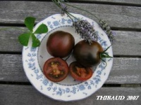 Tomate black ethiopian.jpg