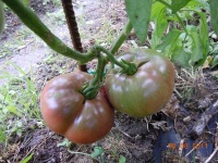 Tomate black krim-1.jpg
