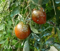 Tomate black prince-2.jpg