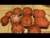 Tomate black sea man ( feuille normal)-1.jpg