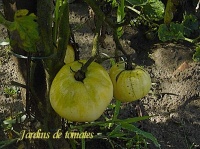 Tomate blanche du Canada op.jpg