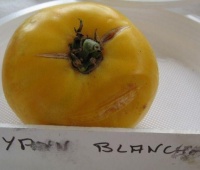 Tomate blanche yan-1.jpg
