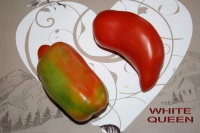 Tomate blue beech-1.jpg