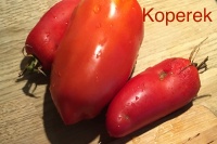 Tomate blue beech.jpg