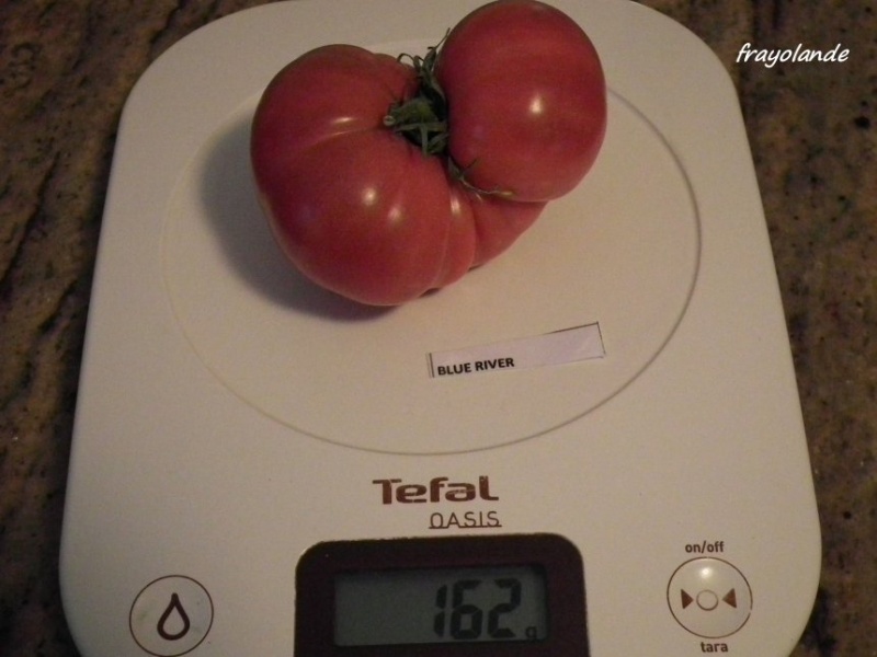 Fichier:Tomate blue river.jpg