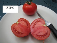 Tomate bonny best op-1.jpg