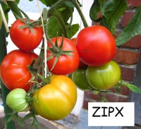 Tomate bonny best op.jpg