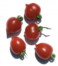Tomate borgo cellano op.jpg