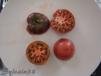 Tomate brandywine black op (feuille normale ).jpg