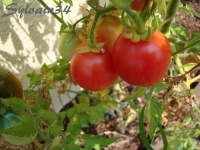 Tomate brandywine cherry op-1.jpg