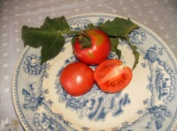 Tomate brandywine op-2.jpg