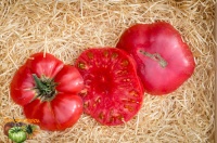 Tomate brandywine sudduth s strain op-1.jpg