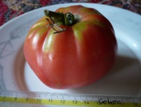 Tomate brandywine sudduth s strain op.jpg