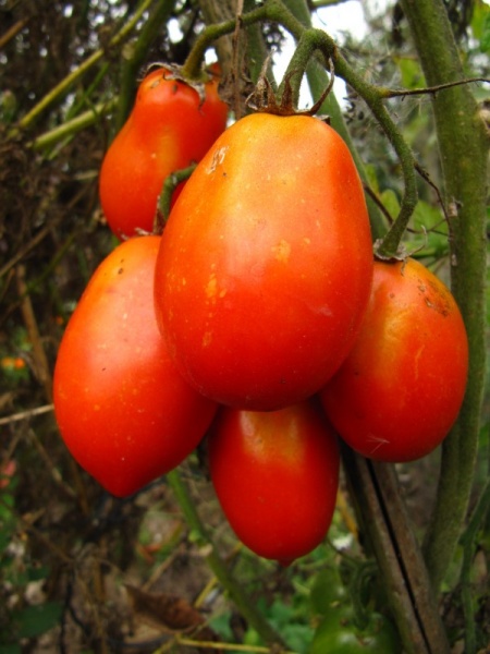 Fichier:Tomate britain s breakfast.jpg