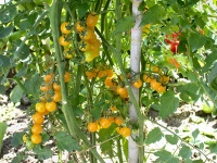 Tomate broad ripple.jpg