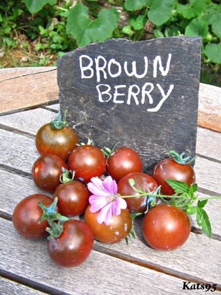Fichier:Tomate brown berry-1.jpg