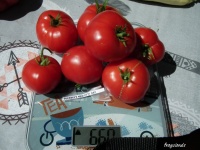 Tomate buckabee s new 50 day.jpg