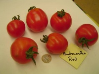 Tomate budenovka.jpg