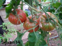 Tomate bulgarian tozabu tylaut-2.jpg