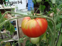 Tomate bulgarian tozabu tylaut.jpg