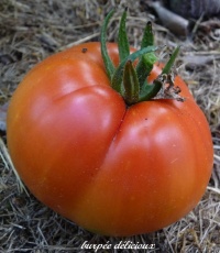 Tomate burpee delicious-1.jpg