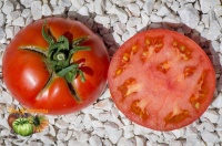 Tomate burpee delicious-2.jpg