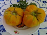 Tomate burracker s favorite-1.jpg