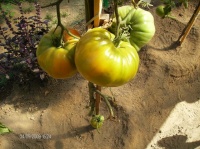 Tomate burracker s favorite.jpg