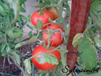 Tomate canabec rose op-1.jpg