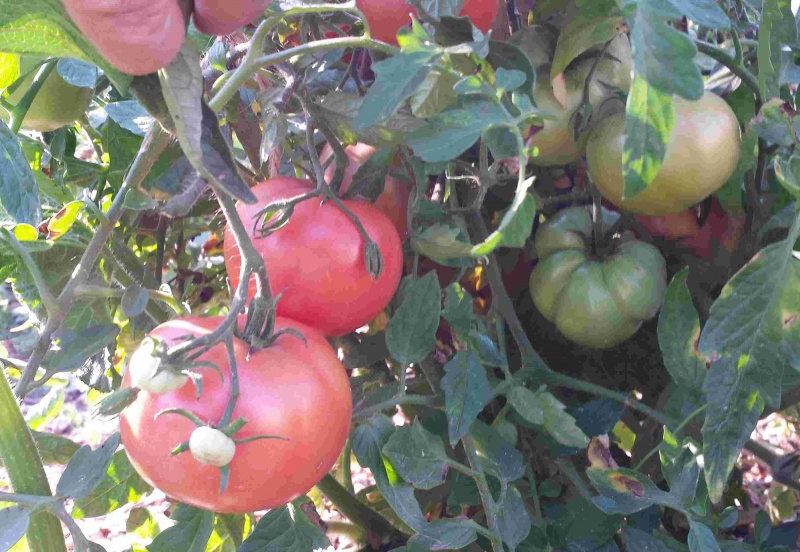 Fichier:Tomate canabec rose op-2.jpg