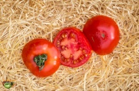Tomate canabec rouge-1.jpg