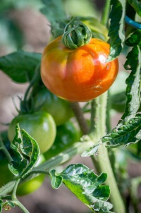 Tomate canabec rouge-2.jpg
