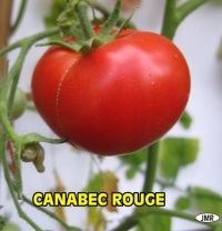 Tomate canabec rouge.jpg