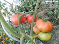 Tomate canabec super.jpg