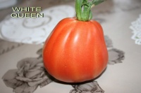 Tomate canestrini-2.jpg