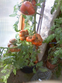 Tomate carbon op-1.jpg
