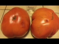 Tomate carol chyko s big paste-2.jpg