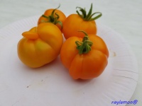 Tomate caroletta-1.jpg